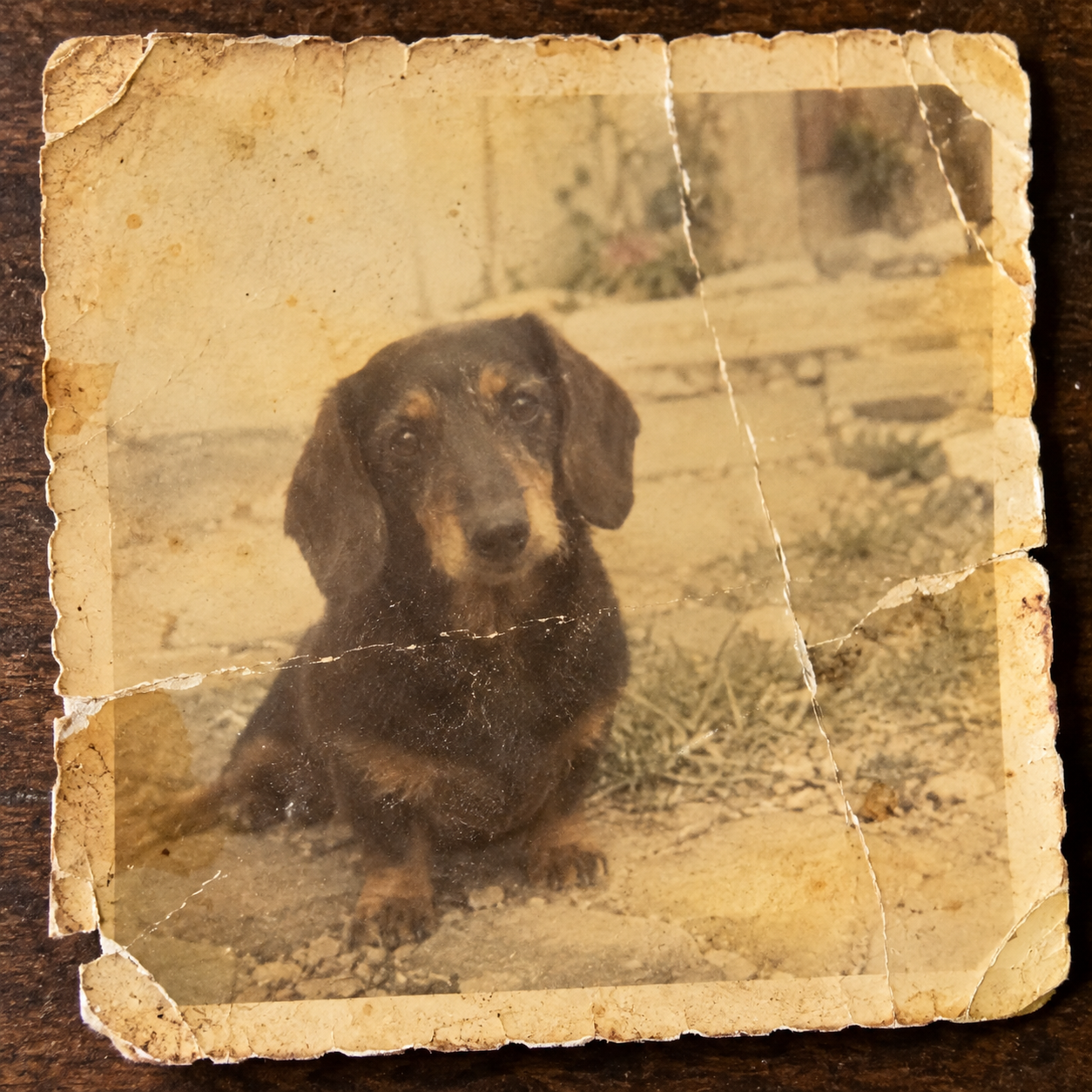 vergilbtes, altes Hundefoto